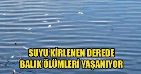 SUYU KİRLENEN DEREDE BALIK ÖLÜMLERİ YAŞANIYOR